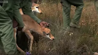 Reuniting Mother and Calf Bonteboks | Vet Safari | BBC Earth