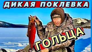 Дикая поклевка гольца. Рыбалка в Себяне. Октябрь 2023г