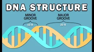 STRUCTURE OF DNA