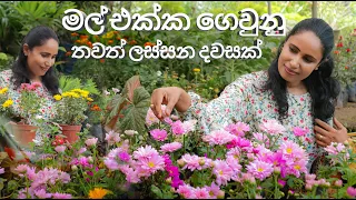 මල් එක්ක ගෙවුනු තවත් ලස්සන දවසක් | Visiting A Beautiful Flower Nursery | Growing Onion Leaves Indoor