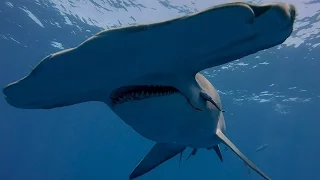 GoPro Video - Great Hammerhead and Bull Sharks off Jupiter with Florida Shark Diving