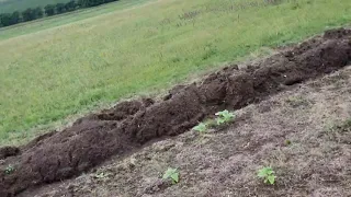 ШОК и УЖАС!!!КОРОВЫ И ОВЦЫ УНИЧТОЖИЛИ ПОЛЕ ПОДСОЛНЕЧНИКА.NO-TILL Ukraine 🇺🇦