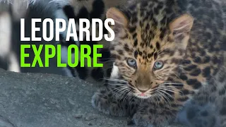 Amur Leopard Cubs Now Exploring Their Outdoor Habitat