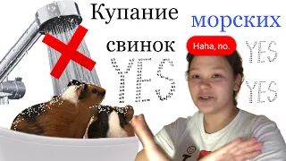 КУПАНИЕ МОРСКИХ СВИНОК/ купаю свою морскую свинку/ так можно или нет?