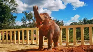 Kaavan Latest Update | Cambodia Wildlife Sanctuary | Kaavan Playing In Mud Pit | Kaavan Day 6 |