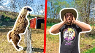 ANGRY Llama ATTACKED Him in the BACKYARD FARM!!! (Needed Stitches)