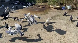 Широкохвостые голуби Нурудтина в Мамедкале - 8 (963) 426-20-16