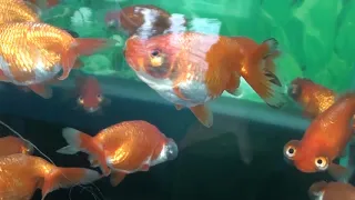 The Maruteru Goldfish store Tour ! in Yatomi Japan!