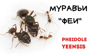 Ants Pheidole yeensis. Review. Content. Feeding.