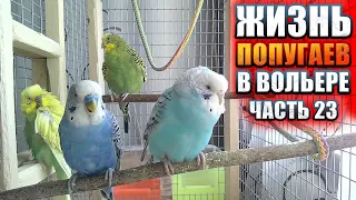 🦜 Кричим и бесимся  | Увлекательная жизнь волнистых попугаев. Попугаи поют в большом вольере