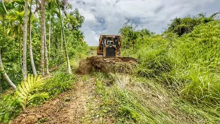 Good Job CAT D6R XL Bulldozer Operator Frees Plantation Roads From Shrubs