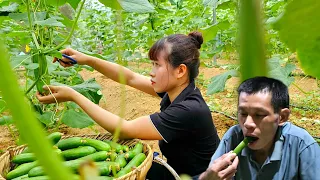 Harvest Cucumber Garden go to the market sell - Duck Care - Cooking - Farm Life | Ly Thi Ly