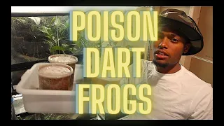 The Reality Of Keeping Poison Dart Frogs