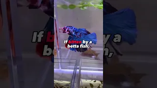 What HAPPENS when betta’s bite? #fish #fishfact #betta #bettafish