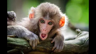 Baby Monkey Who Was Electrocuted Is So Lucky To Be Alive. Baby Monkey Gets Electrocuted.