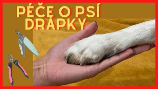 PÉČE O PSÍ DRÁPKY 🐾| PROČ SE MUSÍM O NĚ STARAT? MUSÍ SE VŮBEC STŘÍHAT?| SE PSY S LÁSKOU A RESPEKTEM