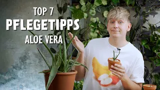 Der bittere Beigeschmack der Aloe vera 😱 Die 7 wichtigsten Pflegetipps für deine Aloe!