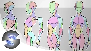 Sycra's Simplified Anatomy Model