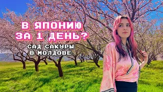 за что я люблю весну ? | весеннее цветение в Молдове | spring vibe 2024 | mini vlog