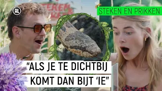 GEBETEN DOOR EEN SLANG!! | Steken en Prikken | S3 #9 | NPO Zapp