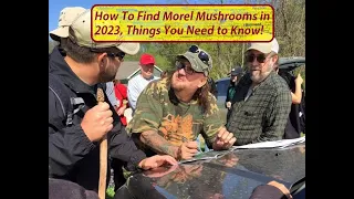 How To Find Morel Mushrooms in 2023, Top 6 Tips, Things that you Need To Know and Probably Don't!