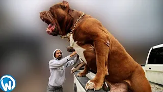 The Biggest Dogs Filmed On Camera