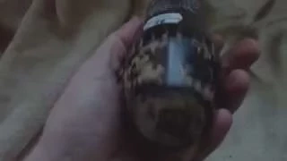 WORLD WAR TWO BRITISH NUMBER 69 HAND GRENADE