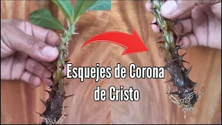 Como Propagar esquejes de Corona de Cristo - Reproducción de coronas de Cristo por esquejes