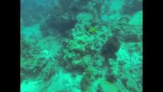 Nurkowanie Dominikana 2014   Isla Catalina
