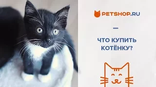 КАКИЕ ВЕЩИ КУПИТЬ КОТЕНКУ? КОТЕНОК В ДОМЕ - ПОКУПКИ ДЛЯ КОТЕНКА