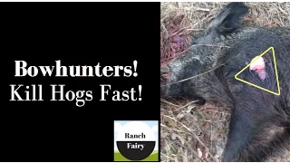 Best Hog Shot Placement Video on You Tube  I Ranch Fairy "ReviewHunt" Bow or Gun