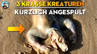 3 unglaubliche Kreaturen, die erst kürzlich aus dem Ozean angespült wurden!