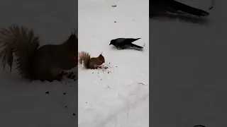 Ворона заигрывает с белкой 😂😱 A crow tries to scare a squirrel away