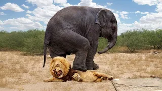 जब हाथी ने कर डाला शेर का शिकार,चौक जाओगे आप!TOP 5 PREYS WHO CAN DEFEND THEMSELVES