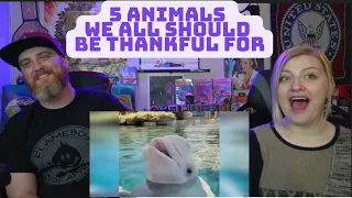 5 Animals We All Should Be Thankful For @mndiaye_97 | HatGuy & @gnarlynikki React