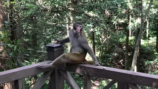 Zhangjiajie National Forest Park. Tianmen and Avatar Mountans.