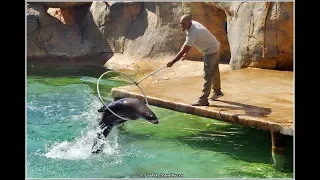 Выступление морского котика Зоопарк Фригия Тунис