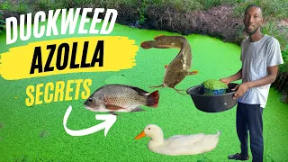 How to grow Duckweed and Azolla made easy