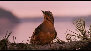 TWIN PEAKS - The Missing Season - Opening Credits