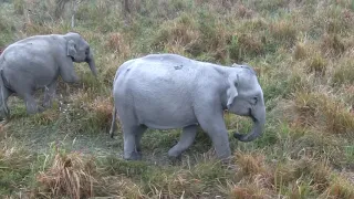 CRAZY ELEPHANT SAFARI in Kaziranga National Park