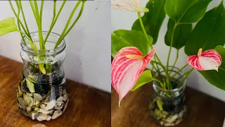 How to anthurium flowering grow in water with simple method | prevent mosquitoes and beautiful