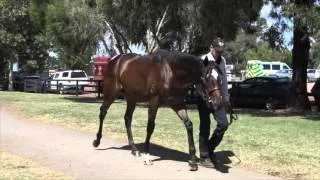 2016 Inglis Premier High Chaparral x Findaz Keepaz Colt To Be Trained By Tony McEvoy