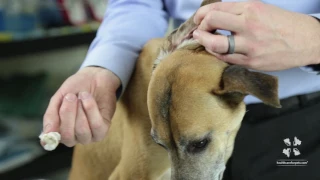 Vet Tutorial | How to Properly Clean a Dog's Ear