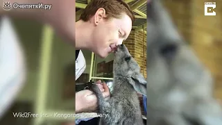 Любвеобильный кенгурёнок