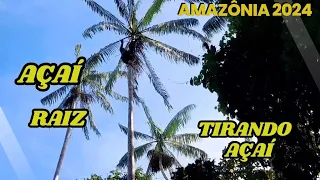 TIRANDO AÇAÍ/ AÇAÍ DA AMAZÔNIA
