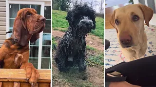 Hilarious Dogs and Puppies Compilation 🐶😂