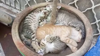 Kittens Sleeping Peacefully in a Pot | Mother Cat Calls Them for Feeding Time & Medicine