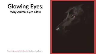 Why do animal eyes glow?