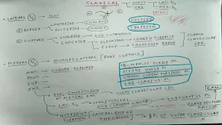 Clavicle bone-2, Chart | TCML