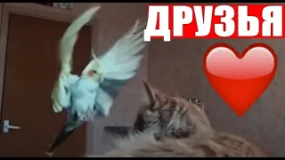 Кошка и попугай друзья Cat and parrot friends